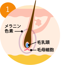 成長初期