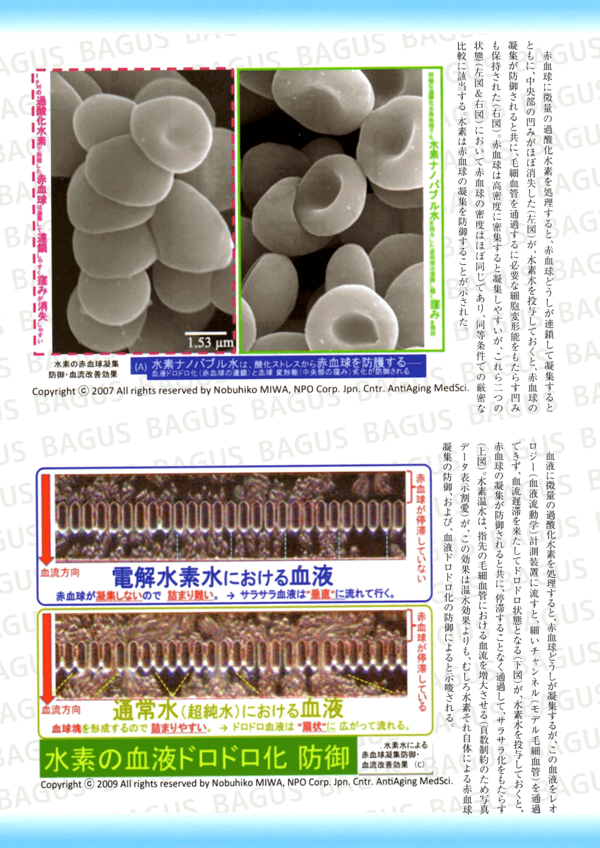 電解水素水における血液